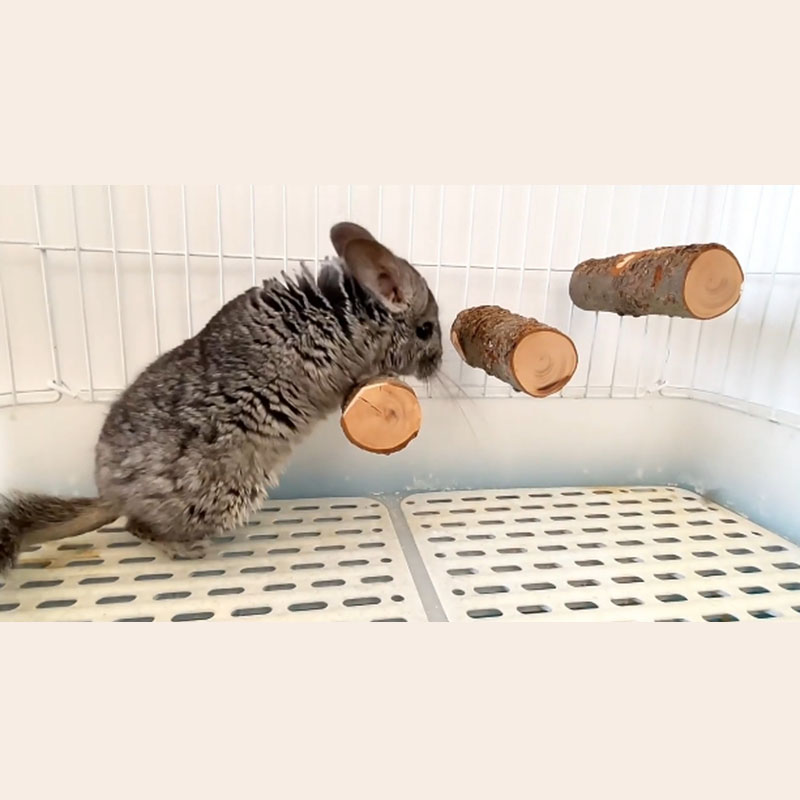 Pet Hamster Toy Natural Apple  - Woodworking Rabbet 리뷰 및 가격