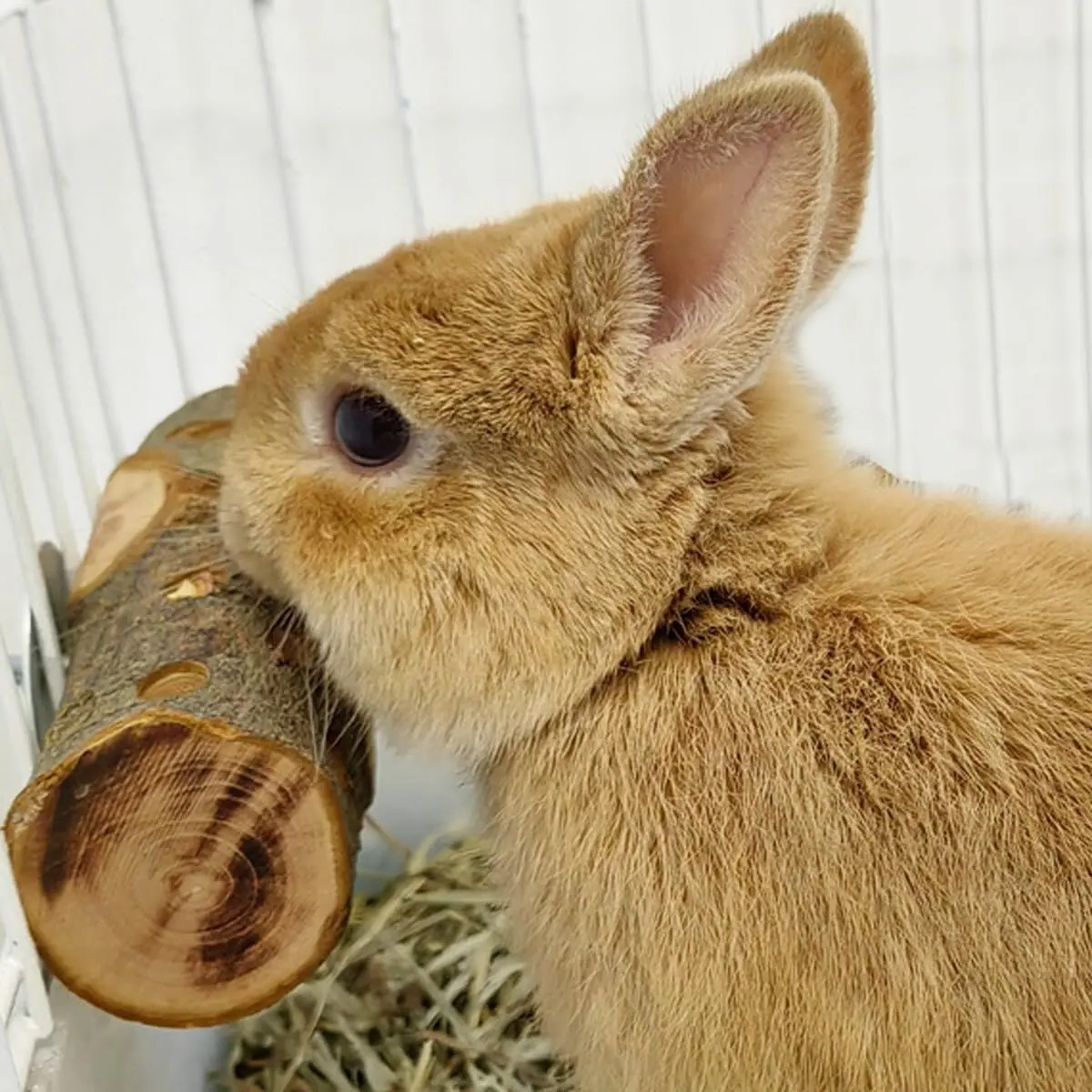 Small Animal Chew Toy Natural  - Woodworking Rabbet 리뷰 및 가격